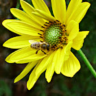 Bee-Jerusalem artichoke