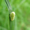 unknown pupa