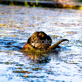 Bringing home dinner by Keith Bryant - Animals - Dogs Playing