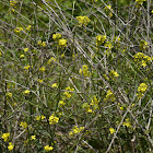 Wild Mustard