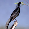 Great-tailed Grackle or Mexican Grackle
