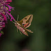 Spurge Hawk-moth