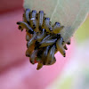 eucalyptus leafbeetle larvae