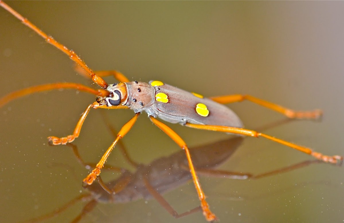 Ivory-Spotted Longhorn
