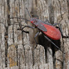 Red-shouldered bug (nymph)