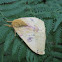 Unidentified moth