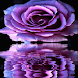 Rose Shadow Live Wallpaper