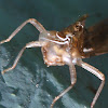 Dragonfly larva exuviae