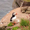 atlantic puffin