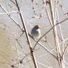 White-crowned Sparrow (1st winter)
