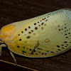 yellow leafhopper