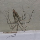 Unknown House Spider