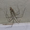Unknown House Spider