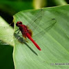 Raspberry dragonfly