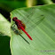 Raspberry dragonfly