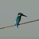 Eurasian Kingfisher