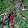 Giant Red Bug