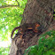 fox squirrel (or eastern fox squirrel, Bryant's fox squirrel