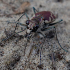 Big Sand Tiger Beetle