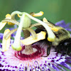 Bumble Bee on Passion Flower