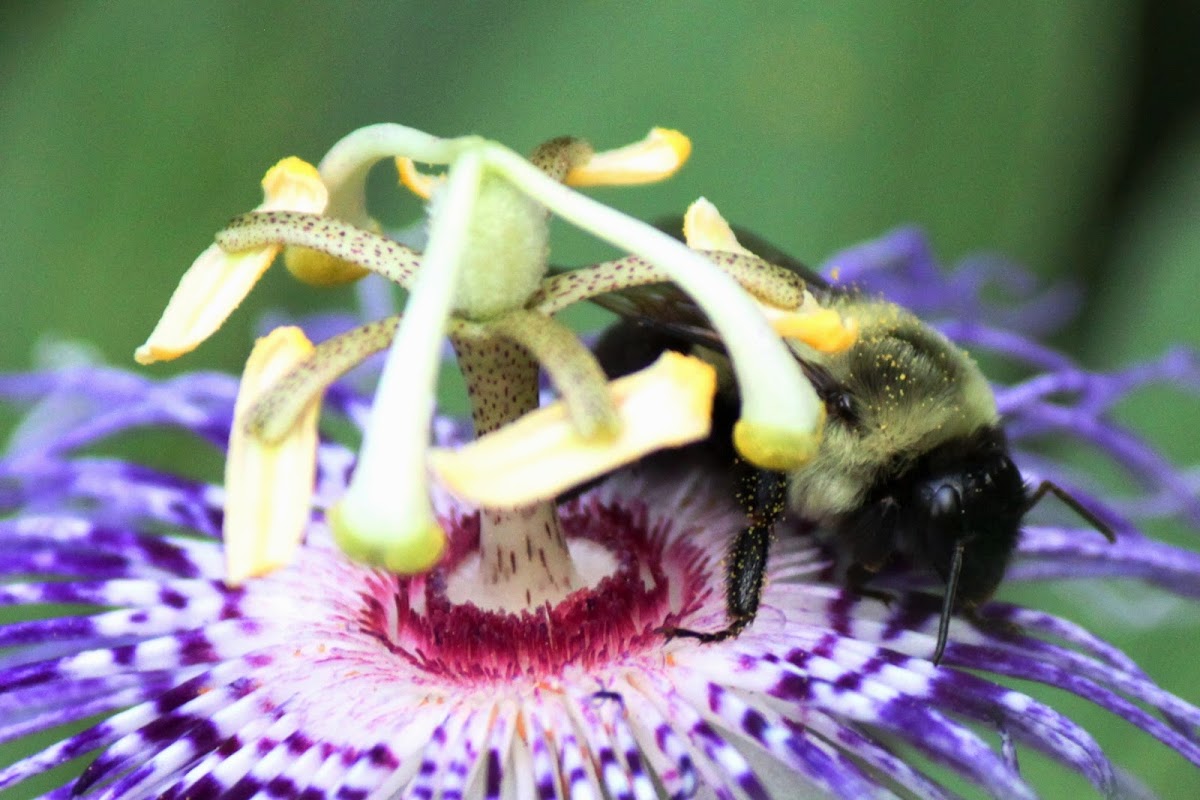 Bumble Bee on Passion Flower