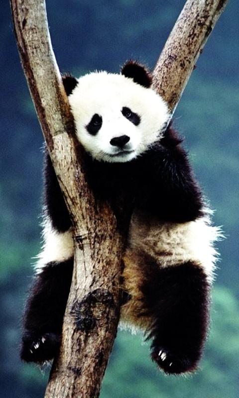 Baby Panda