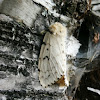 Gypsy Moth (Female)