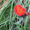 Orange Hawkweed