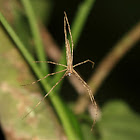 Ogrefaced spider