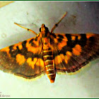 Bean Leafroller Moth