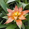 Bromelia