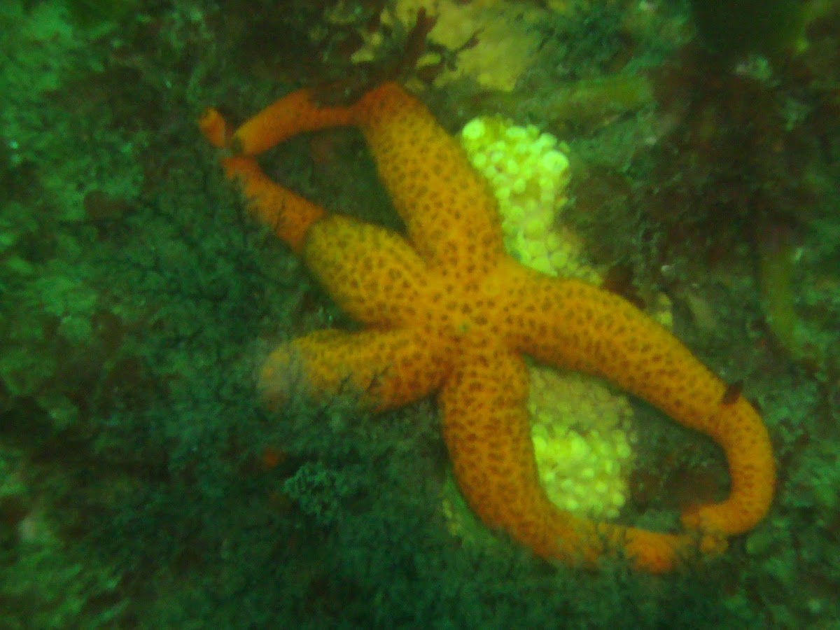 Estrella de mar naranja