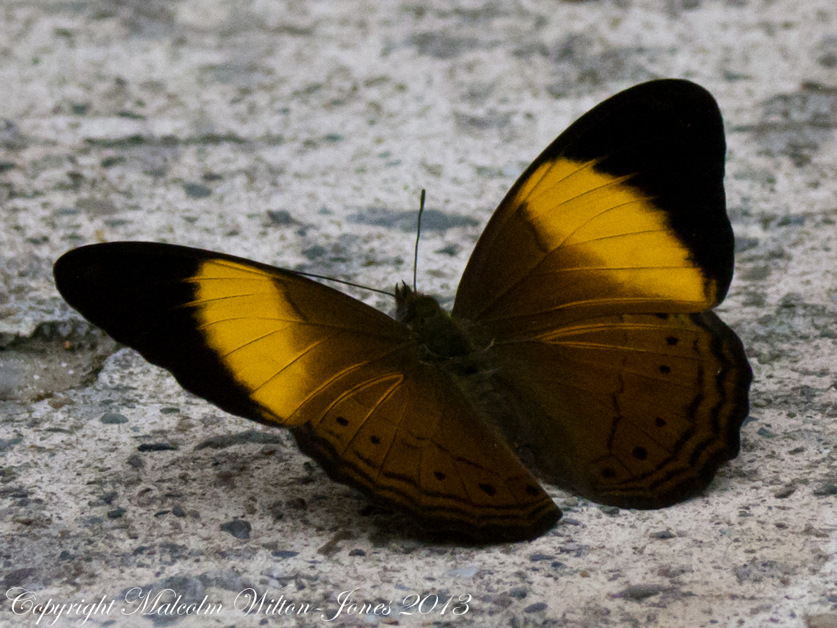 Banded Yeoman Butterfly