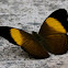 Banded Yeoman Butterfly