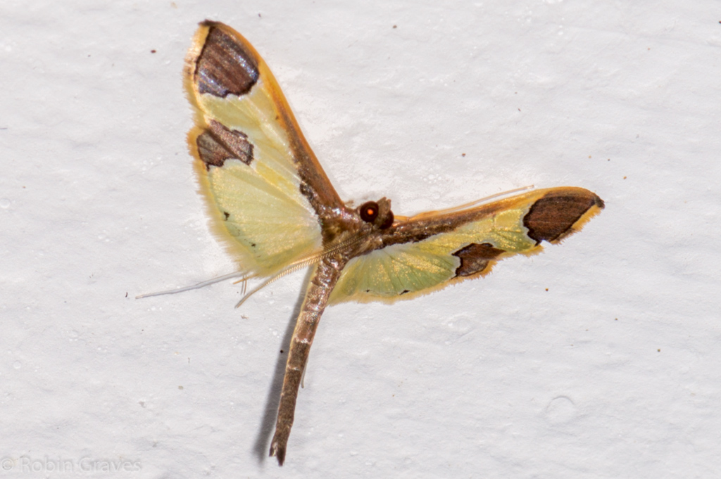 Spilomeline Moth