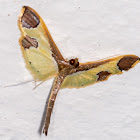 Spilomeline Moth