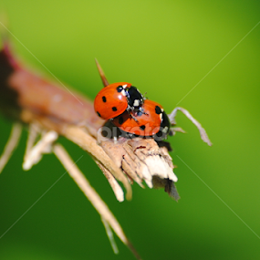 lieveheersbeestje by Oniram Reivar - Animals Insects & Spiders