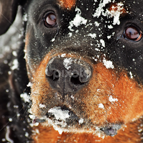 German Rottweiler by Denise Johnson - Animals - Dogs Portraits