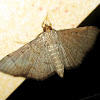 Grey Grass Moth