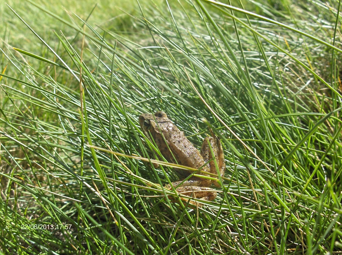 Iberian frog / Rana patilarga