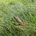 Iberian frog / Rana patilarga