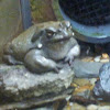 Colorado river toad
