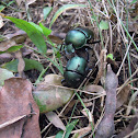 Green Dung Beetle