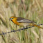 Bullock's Oriole (female)