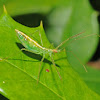 Pale green assassin bug (nymph)