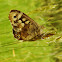 Speckled Wood