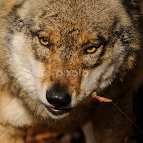 Wolf with snack by Fred van Maurik - Animals Other