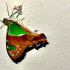 Macleay's Swallowtail