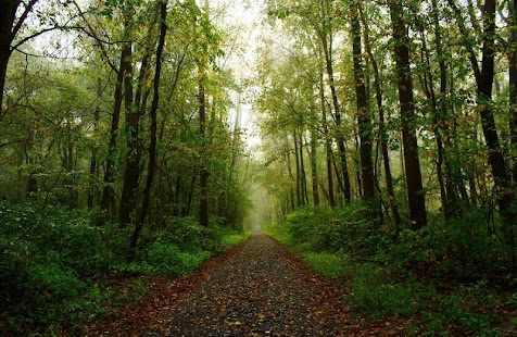 FOREST WALLPAPERS Screenshots 11