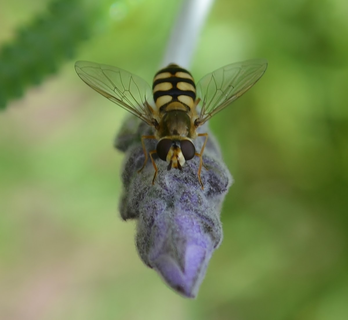 Hoverfly